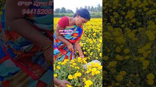 Chamanthi flowers harvesting viralshorts trending trendingshorts world india flowers farming [upl. by Sotnas362]