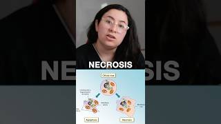 APOPTOSIS vs NECROSIS ubaxxi uba biologia cbc ubaxxi [upl. by Ojahtnamas109]