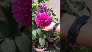 बड़ेबड़े फूल चाहिए तो Dahlia plant kaise lagaye जान लें  How to start growing Dahlia plant [upl. by Bish644]