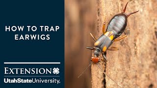 How to Trap Earwigs [upl. by Ibson]