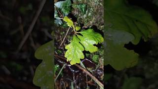 Sessile Oak Quercus petraea saplings growing in rockery slope 23112024 Northern Ireland [upl. by Labinnah]