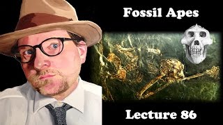 Lecture 86 Fossil Apes [upl. by Yellat]