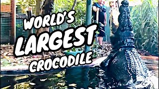 BIGGEST CROCODILE IN THE WORLD [upl. by Aneryc861]