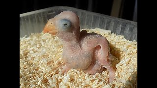 papuga aleksandretta obrożna pierwszy maluchPsittacula krameriRose ringed Parakeetsfirst young [upl. by Meyer]