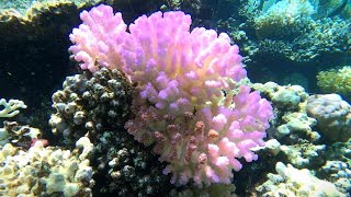 3 minutes to explore the beauty of the Red Sea corals [upl. by Aleuname]