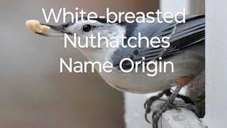 Whitebreasted Nuthatches Name Origin bird birds birdslover birdspecies [upl. by Olivie]