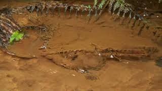 Ambientes Naturais da Nascente Termal da Caldeira Velha [upl. by Ahsiyn]