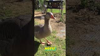 Keyboard Quacks Salus Says No Thanks 🦆🎹😂 goose geese [upl. by Nylsirk]