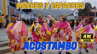 MACHOS Y CAPACHOS  ACOSTAMBO  2024 [upl. by Enyak]