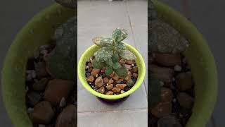 다육이 키우는 중 다육이 키우기 키우기쉬운식물 다육 다육식물 다육스타그램 취미 shorts short plants plant succulent [upl. by Kimmi]