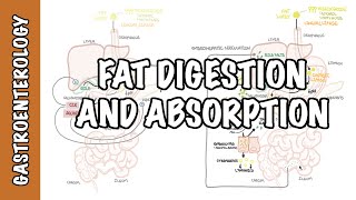 Fat lipid digestion and absorption physiology [upl. by Klehm744]