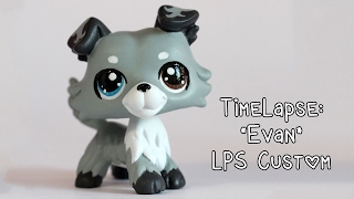 Timelapse Painting quotEvanquot Collie LPS Custom [upl. by Tinya308]