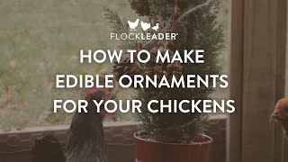 How to Make Edible Ornaments for Your Chickens [upl. by Meagher821]