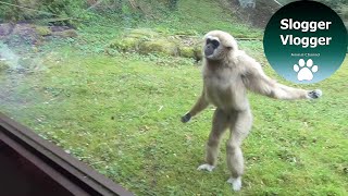 Funny Gibbons Intrigued By Puppy Guide Dog In Training [upl. by Nnaoj]