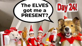 quotI Got a PRESENTquot 🎁🐶 an Elf on the Shelf Adventure with Biscuit quotthe talking dogquot [upl. by Adnauqahs]