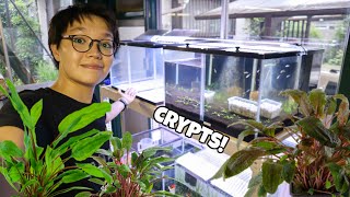 CRYPTOCORYNES are the BEST AQUATIC PLANTS Working on the Fish Room Vlog [upl. by Inalan]