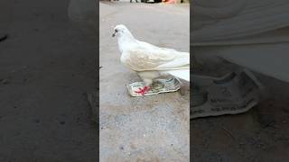 Gire Huye Paise Wapas Kabuter Ne Lakar Diye pigeon love reaction skpigeonloft [upl. by Lorilee115]