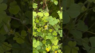 Oxalis plant  oxalis  Viral plantytshort [upl. by Marko235]