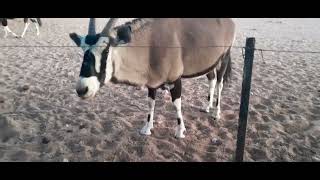 Oryx munching on earlobes  Gondwana Namib Desert Lodge [upl. by Atikahc130]