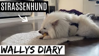 Tierschutzhund adoptieren  Die ersten Tage Zuhause I Mein Spitz aus Ungarn I Erfahrungsbericht 1 [upl. by Sigismundo]