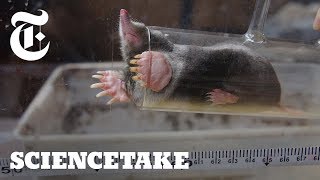 How Hard Do Moles Dig  ScienceTake  The New York Times [upl. by Enitsrik]