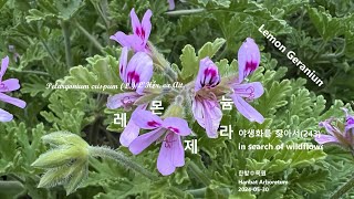 레몬제라늄 Pelargonium crispum 야생화를 찾아서243 in search of wildflowers 한밭수목원 Hanbat Arboretum [upl. by Namhar512]