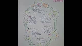 Mitosis Explained Visual summary celldivision diagrammitosis [upl. by Frederiksen]