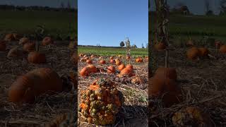 Butlers Orchard Pumpkin Patch [upl. by Beutler]