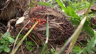 Producción limpia en la palma aceitera  La Finca de Hoy [upl. by Delwin]