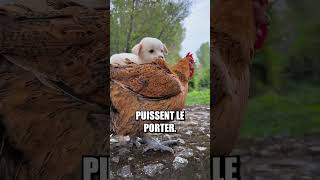 Cette poule et ce chiot sont les meilleurs amis [upl. by Farrell71]