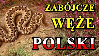 Każdy Polski Wąż Może Zabić 🐍 [upl. by Ahsiugal]