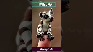 Small Baby 🍼 Okap shorts ytshorts trendingshorts viralshorts handypets [upl. by Fiden]