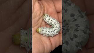 Raising Samia Eri Silk moth caterpillars silkmoth caterpillars [upl. by Llenrac35]