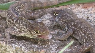 Brown Anole Lizards Fighting and Hissing Turn Volume Up [upl. by Minta]