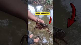 Crab Surviving His Life With Single Hand viralvideo crab shortsvideo [upl. by Yeleen87]