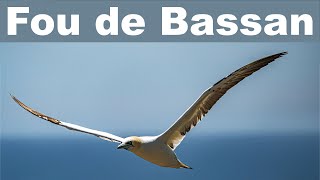 Fou de Bassan  diaporama  Gannet  slideshow [upl. by Neicul]