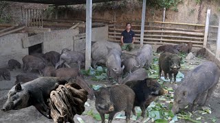 Jhony helps the sows breed garden and grow more vegetables and fruits [upl. by Assek]