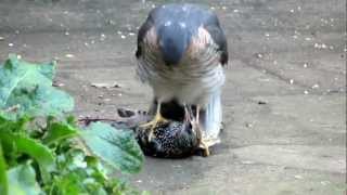 Sparrowhawk plucking live Starling pt1 [upl. by Kolivas109]