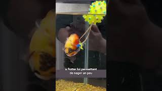 Lincroyable histoire de Nemo le poisson sans nageoire shorts poisson aquarium [upl. by Gerrie582]