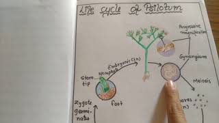 lifecycle of psilotum [upl. by Ekim230]