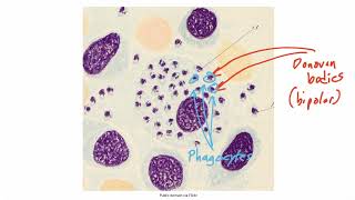 Miscellaneous Organisms for the USMLE Step 1 [upl. by Manoop]