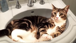 Cute and Funny Cat Videos to Keep You Smiling 🐱 [upl. by Ayocat]