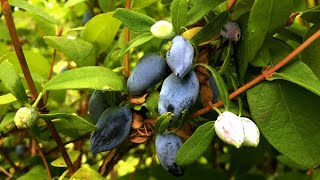 Comparing Honeyberry Varieties w Tasting [upl. by Limhaj]