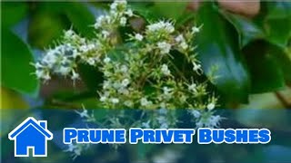 Maintaining amp Pruning Shrubs  How to Prune Privet Bushes [upl. by Tunnell]