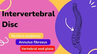 Intervertebral Disc  Components functions and clinical Anatomy of the intervertebral disc [upl. by Edeline]