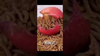 Mealworms GO CRAZY For Apple shorts mealworms [upl. by Larissa802]