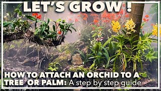 HOW TO ATTACH AN ORCHID TO A TREE A step by step guide [upl. by Cung]