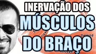 Vídeo Aula 109  Anatomia Humana  Sistema Muscular Inervaçao dos Músculos do Braço [upl. by Peony437]