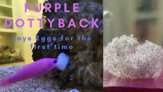 Purple Magenta Dottyback eggs hatching breeding reef [upl. by Learsiy]