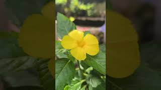 Turnera ulmifolia flower live shorts subscribers shortsfeed flowers [upl. by Sneve]